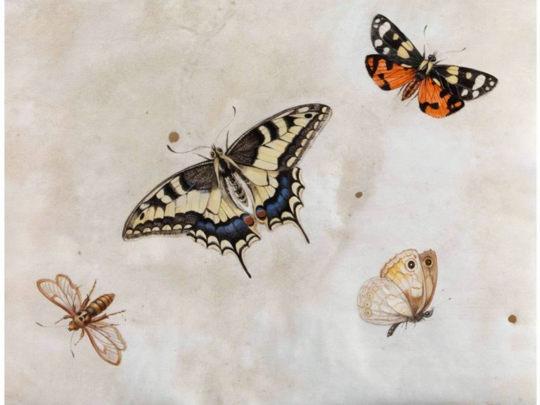 Papillons, Herman Henstenburgh (1683)