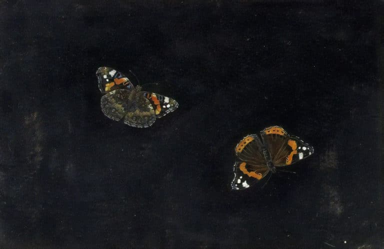 Deux papillons, Giovanna Garzoni (1650)