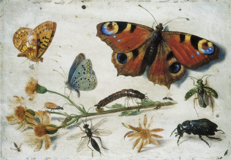Étude d’insectes, Jan van Kessel (1650)