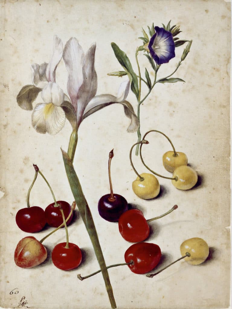 Iris d'Espagne, belle-de-jour et cerises, Georg Flegel (1630)