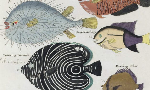 Poissons, écrevisses et crabes – Louis Renard