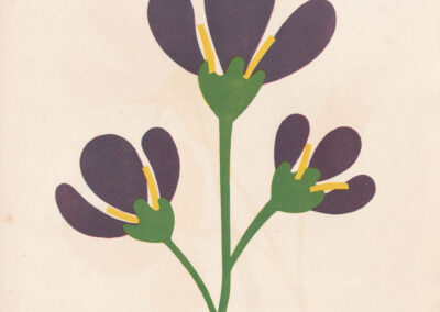Fleurs violettes à étamines jaunes, en papier découpé — Découpages 2, France, 1948